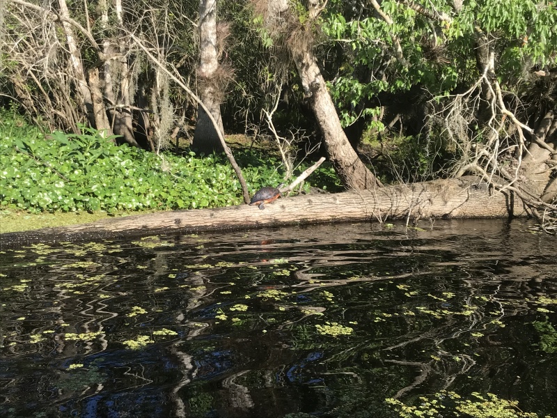 And plenty of turtles too.