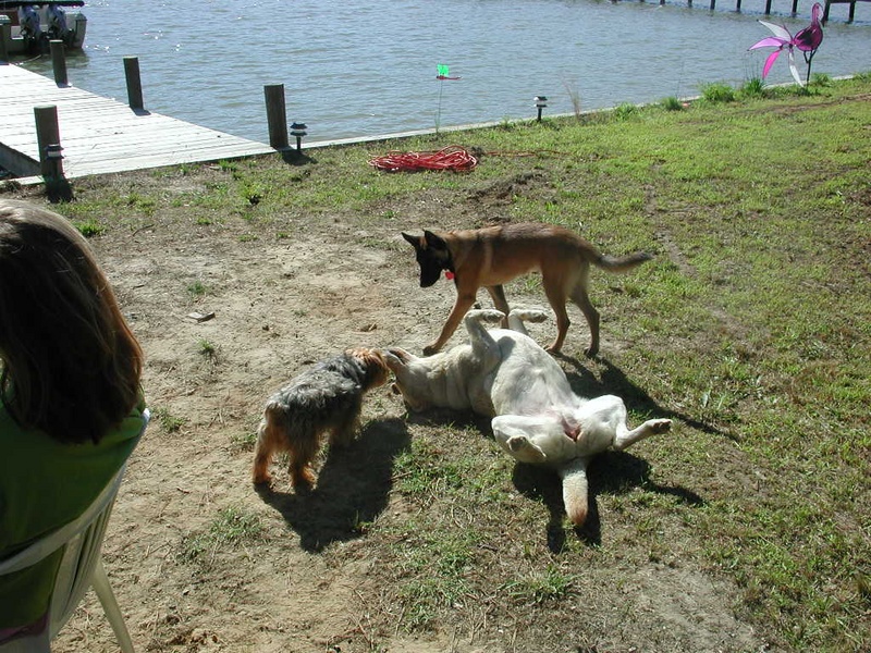Andy and Zoe finally triumph over Piper.  When that dog plays "dead" she looks DEAD!  A great group of pups!