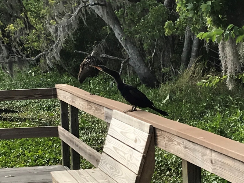 Anhinga and Limpkin on dock rail
