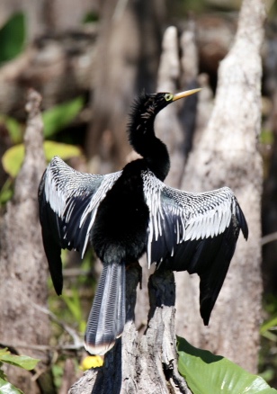 Anhinga