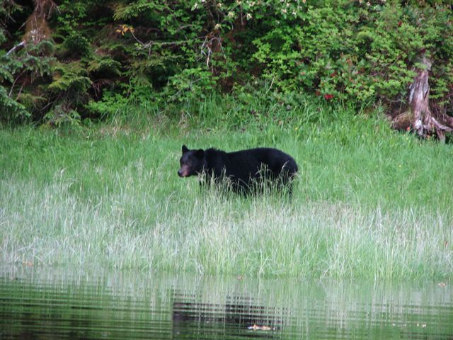 Another Bear