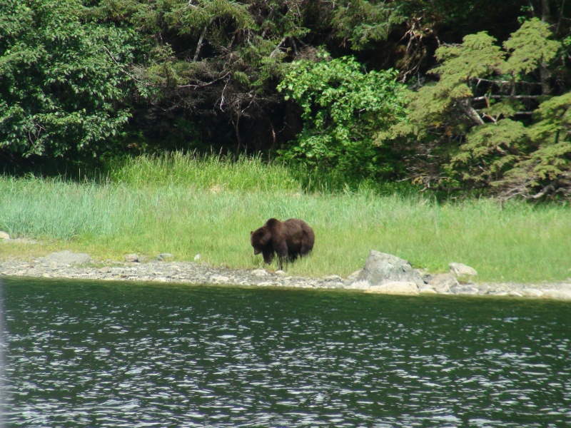 another sister lake bear