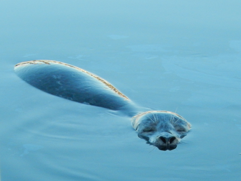 Another view of Popeye, the half-blind harbor seal in Friday Harbor marina