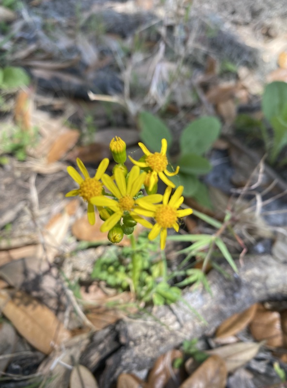 Another wildflower