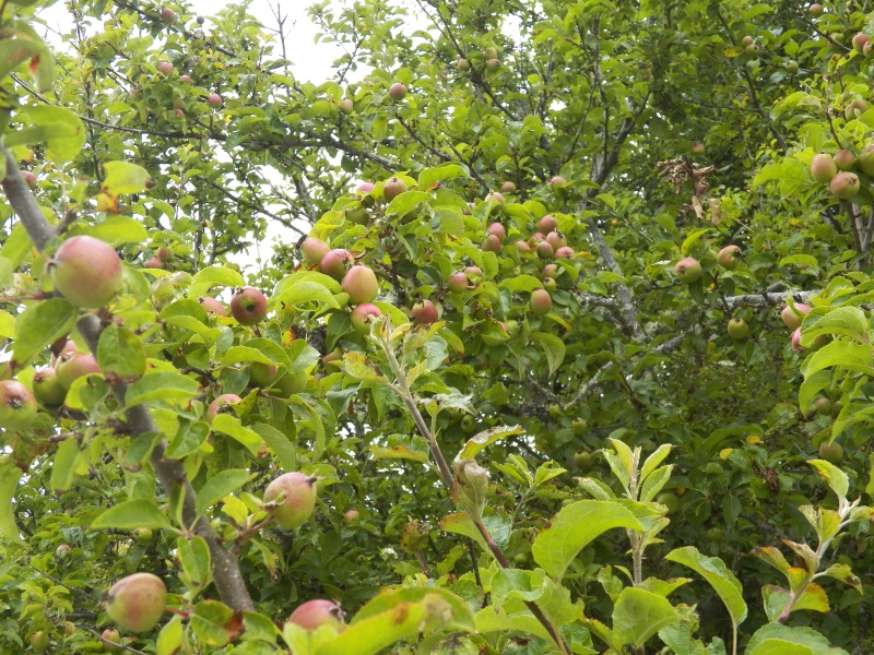 Apples.