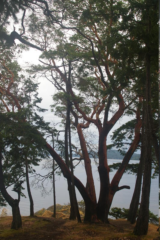 Arbutus trees