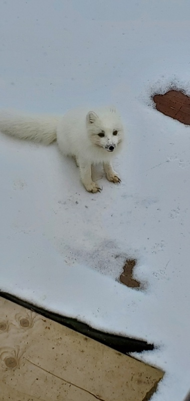 Arctic Fox North Slope Alaska