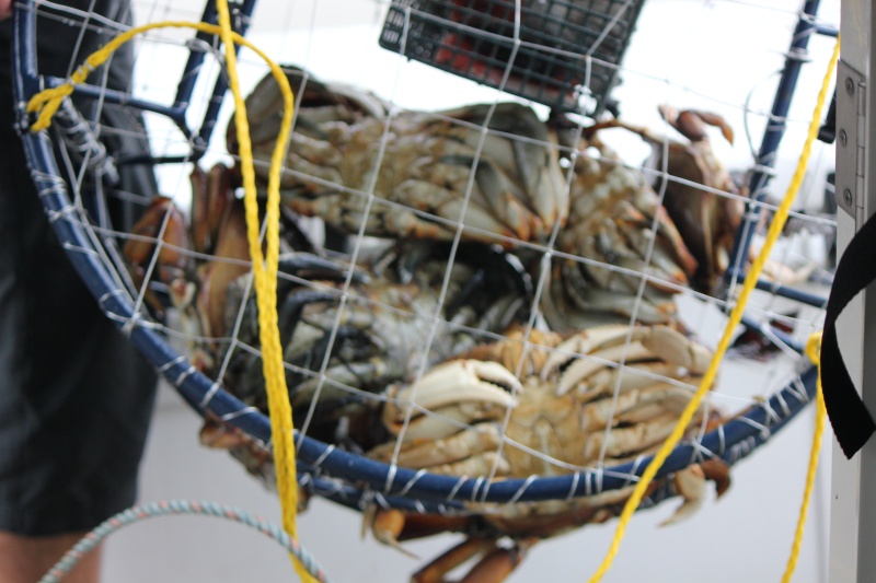 as always awesome crabbing