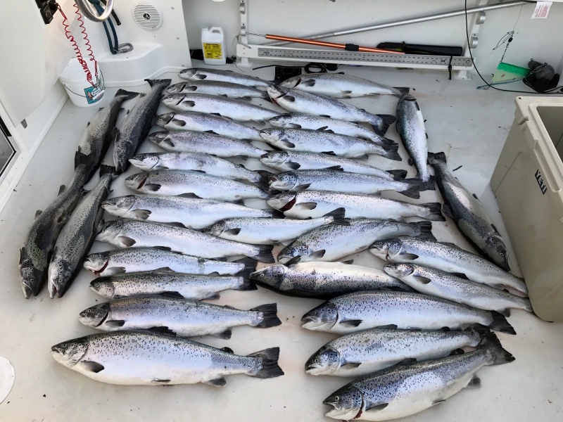 Atlantic Salmon 1
