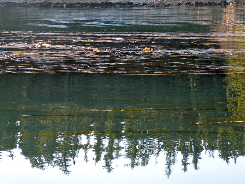 Avoid the kelp beds near the edges of the inlet.