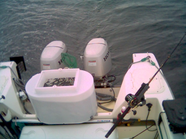 Bait tank full of anchovies with a few sardines in the mix