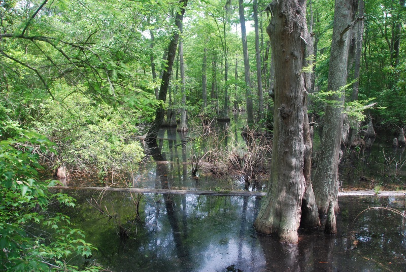 Bald Cypress Trail within Seashore State Park