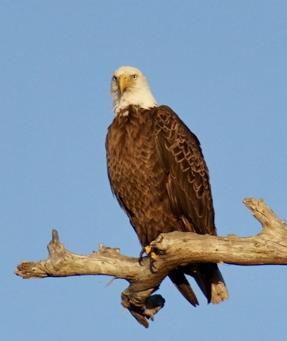 Bald Eagle--don't mess with me.