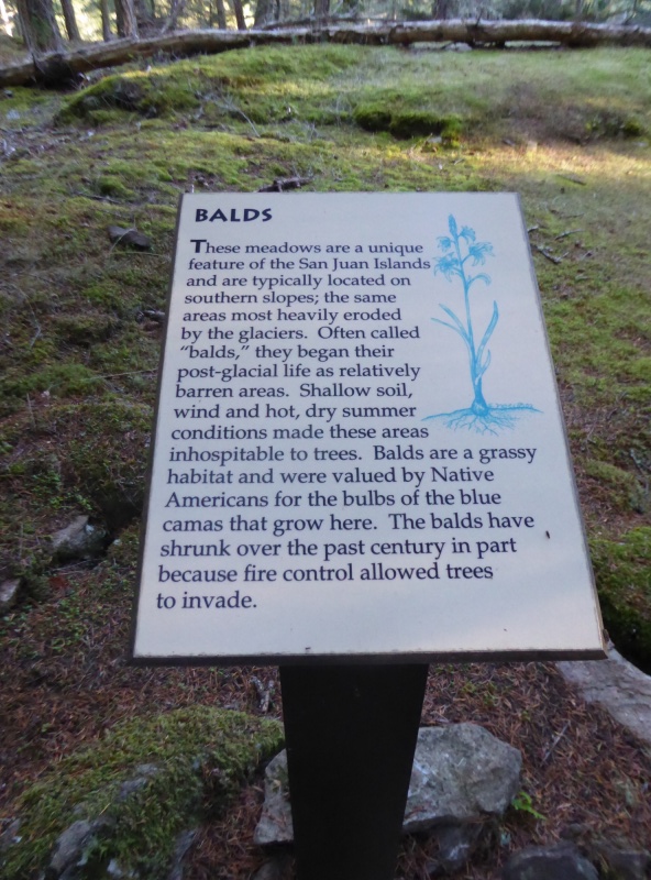 Balds