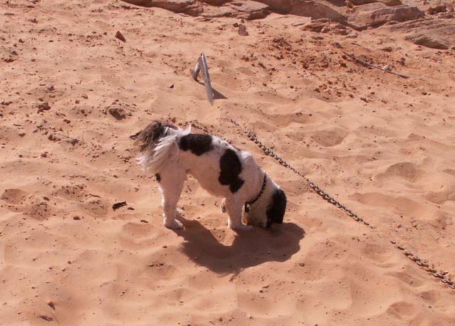 Baxter Finds Lots of Neat Smells on Beach in Face Canyon 9-17-08