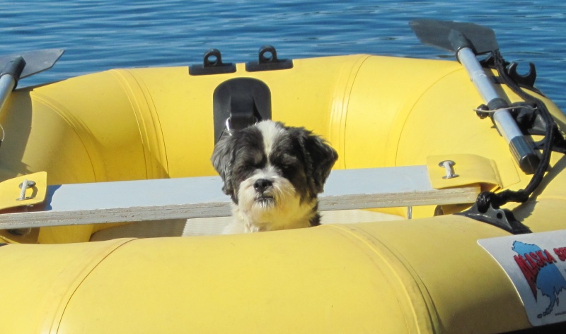 Baxter in Dinghy at Chuckanut Bay 6-13-16