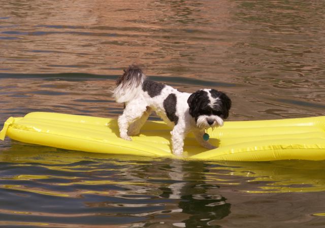 Baxter Is Not Too Sure About Fun on an Air Mattress at Face Canyon 9-17-08