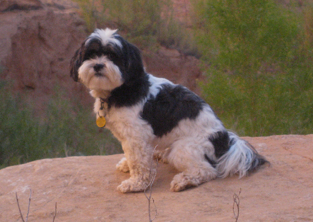 Baxter on Explorer Canyon Trail 9-21-09.Sized