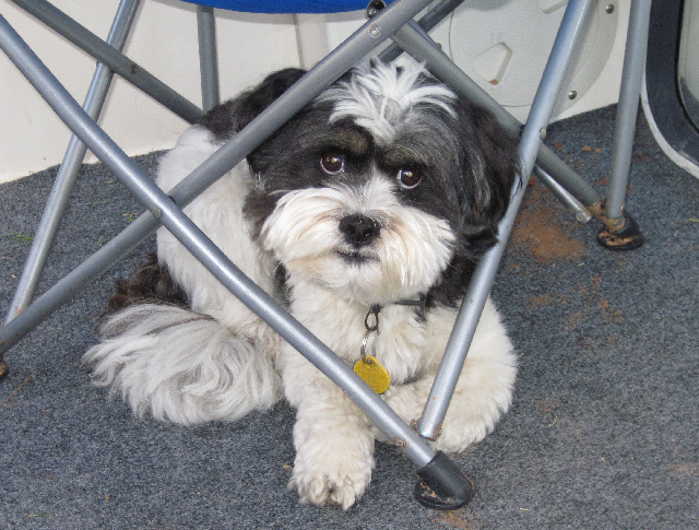 Baxter Under Chair on Daydream Cockpit 9-15-09.Sized