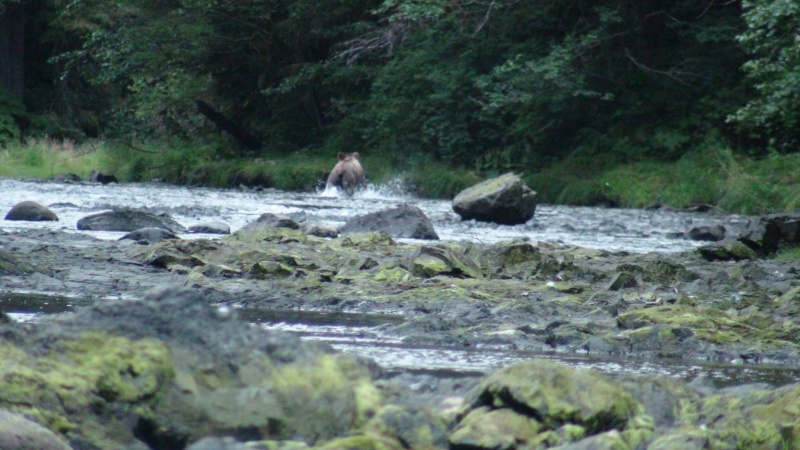 Bear chasing fish.  Pleasant Bay