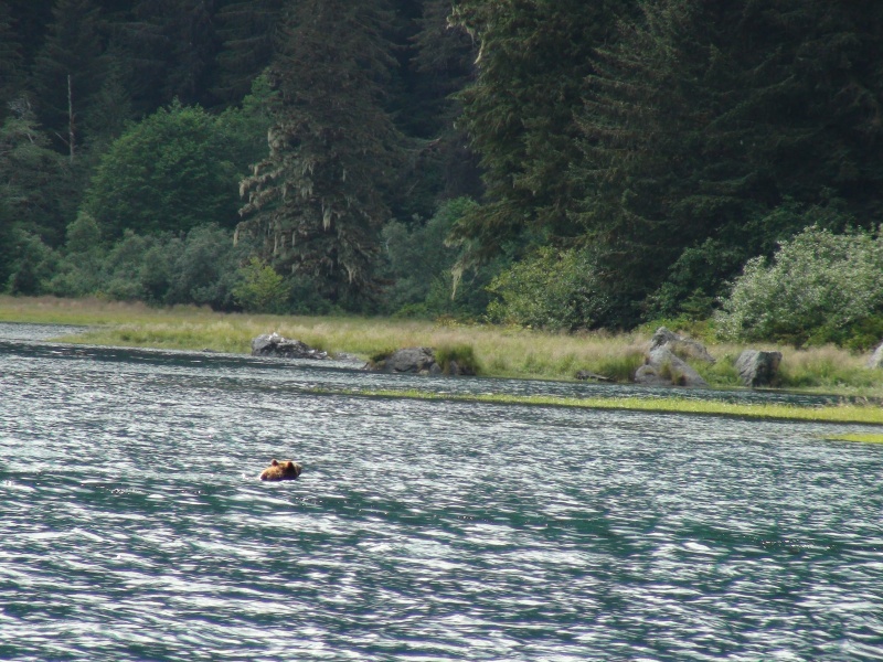 Bear swimming across Red Bluff Bay. Believe it to be same one I had close encounter with