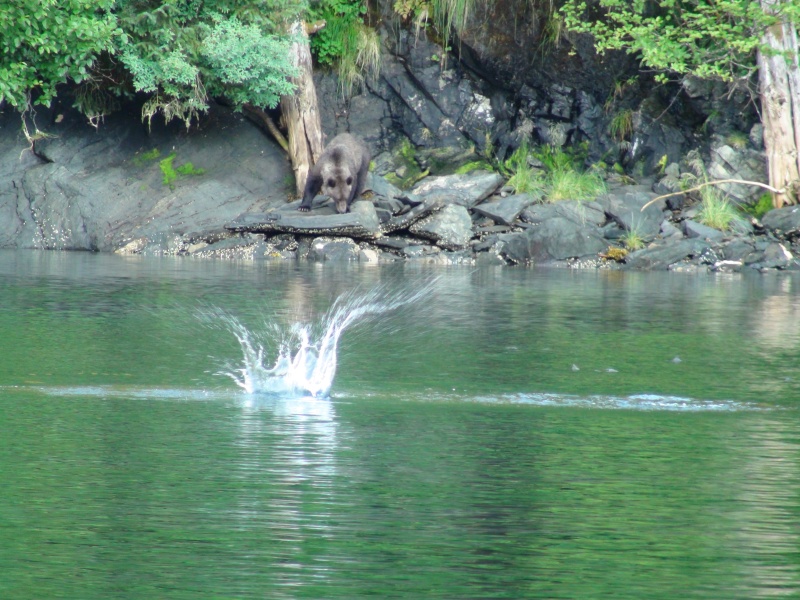 Bear watching us or the fish jump.  Old cannery site, Red Bluff Bay