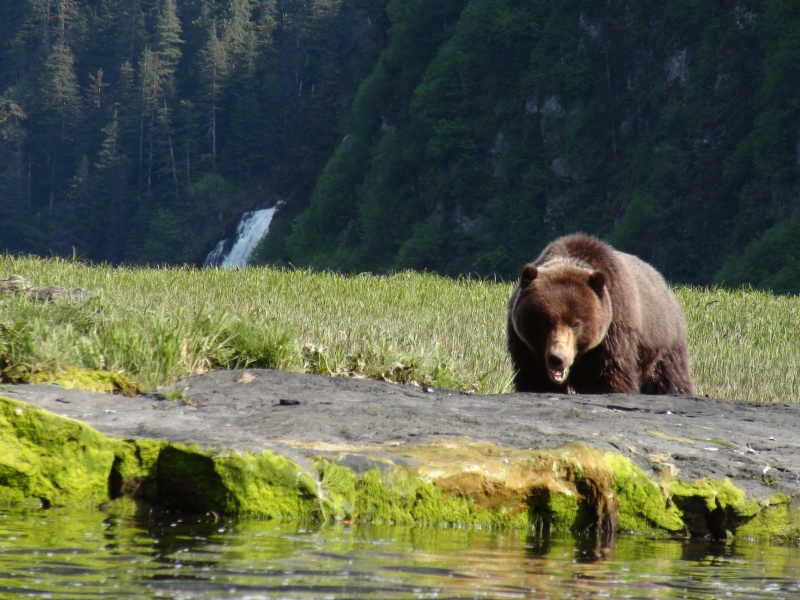 bear & waterfall closer