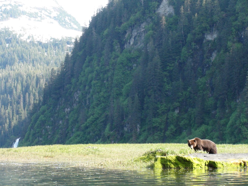 bear & waterfall Red Bluff Bay