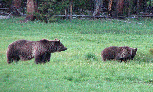 Bears in the woods