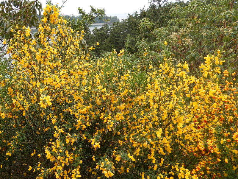 Beautiful foreigner--Scotch broom, an invasive, yet attractive, plant in the Pacific Northwest