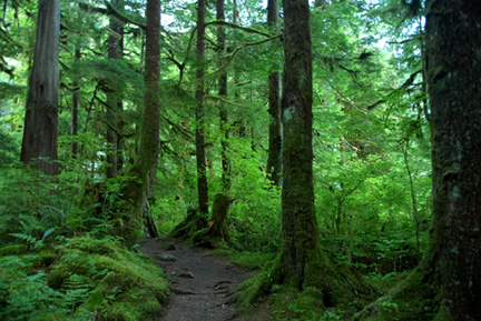 Beautiful, lush forest