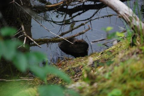 ?.beaver, just a 100 feet back down the trail toward the Mendenhall