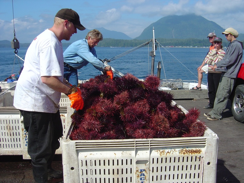 (Bess-C) Sea Urchins - Tofino