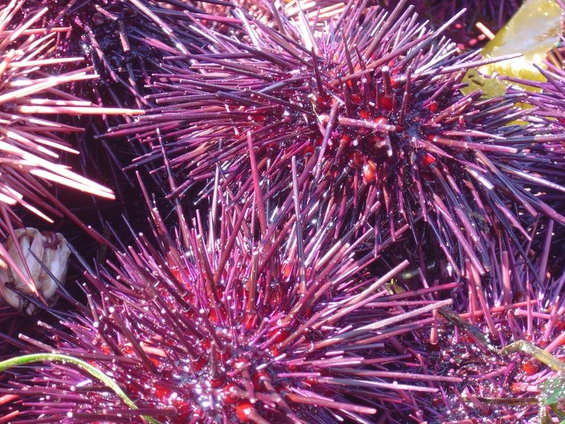 (Bess-C) Sea Urchins - Tofino