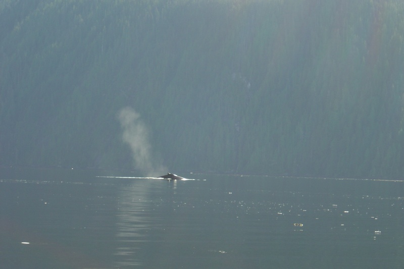 (Bess-C) The Broughtons-Minke Whale Tribune Channel