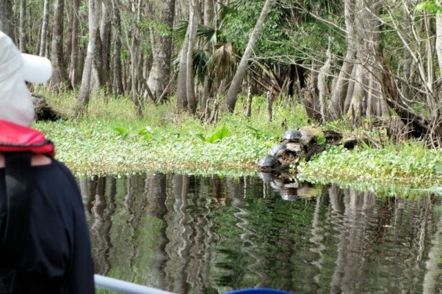 big turtles Hontoon Dead River.sized