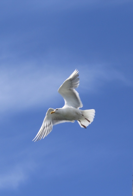Bird 2