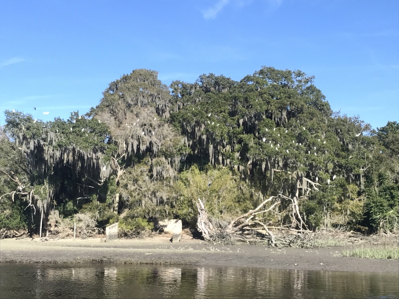 Bird trees here on Cumberland Island also.