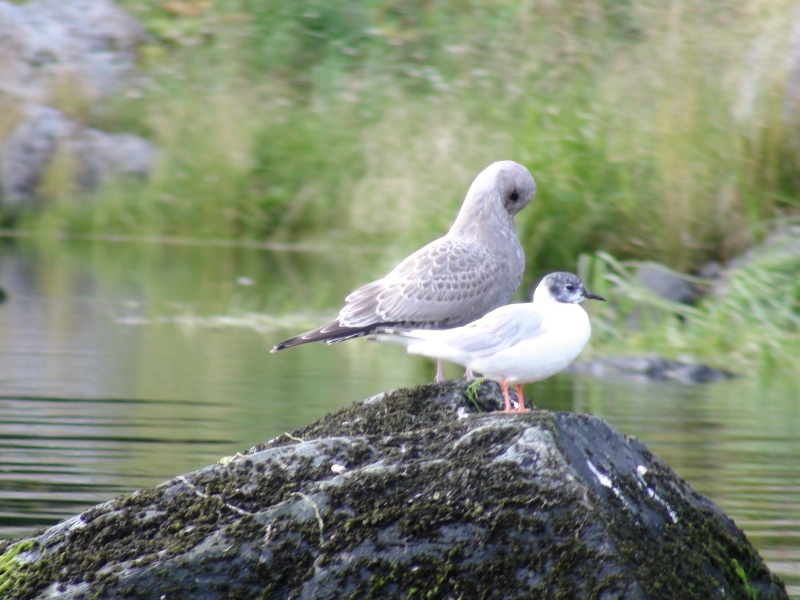 Birds that caught my eye while on the Mokai