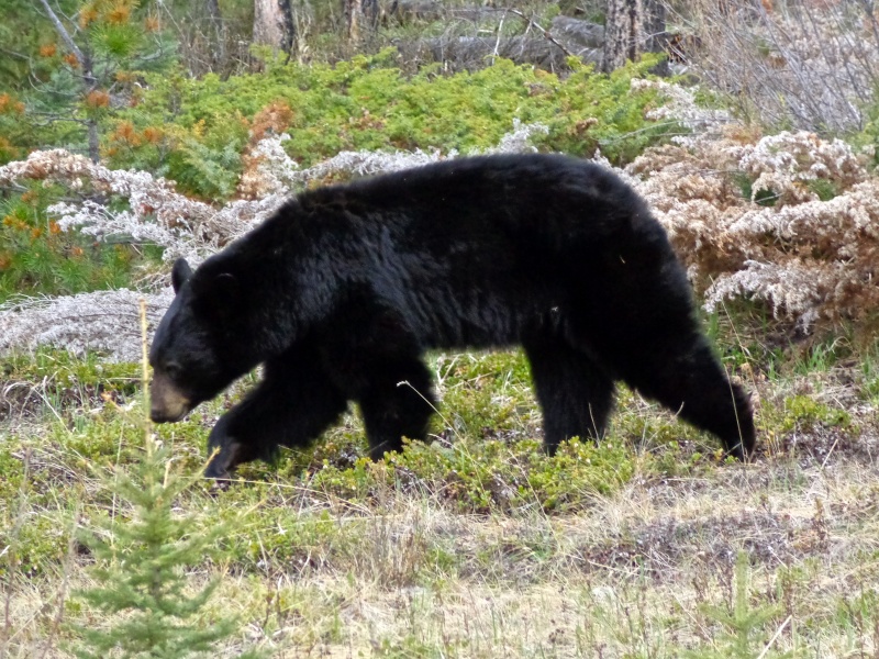 Black Bear that we saw in British Columbia on the Icefield Parkway.