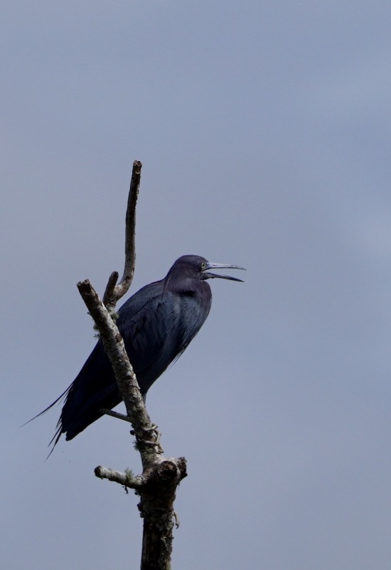 Black bird (grackle)