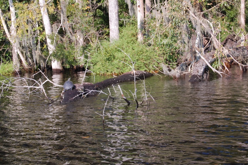 Black Creek about 10 miles south of Jacksonville on West side of River. Very deep creek with lots of wild life. Banks are mostly undeveloped due to they are mostly swamps.