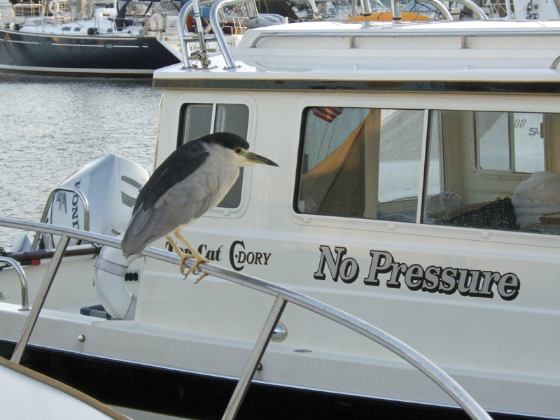 Black-crowned Night Herons, Nycticorax nycticorax with No Pressure