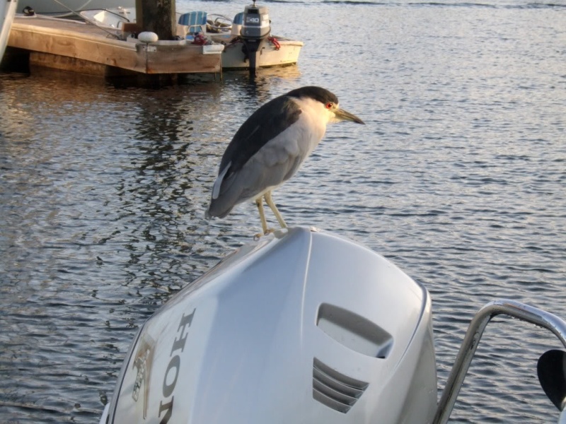 Black-crownedNightHeronsNycticoraxnycticoraxonoutboard