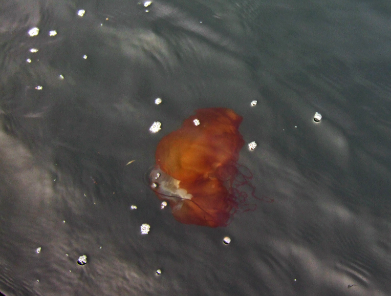 Black sea nettle