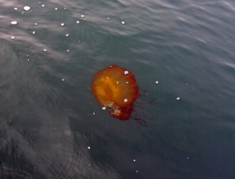 Black sea nettle