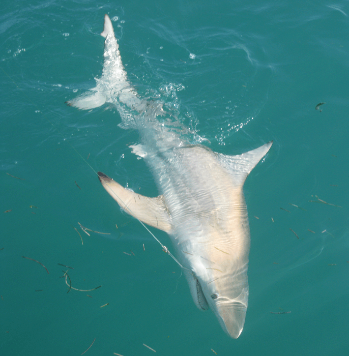 Black tip shark, approx 5ft, 100lbs brought to the side of the boat and released.  Took about 30 min to land. Five times around the boat. Big Pine Key, Feb 2011.