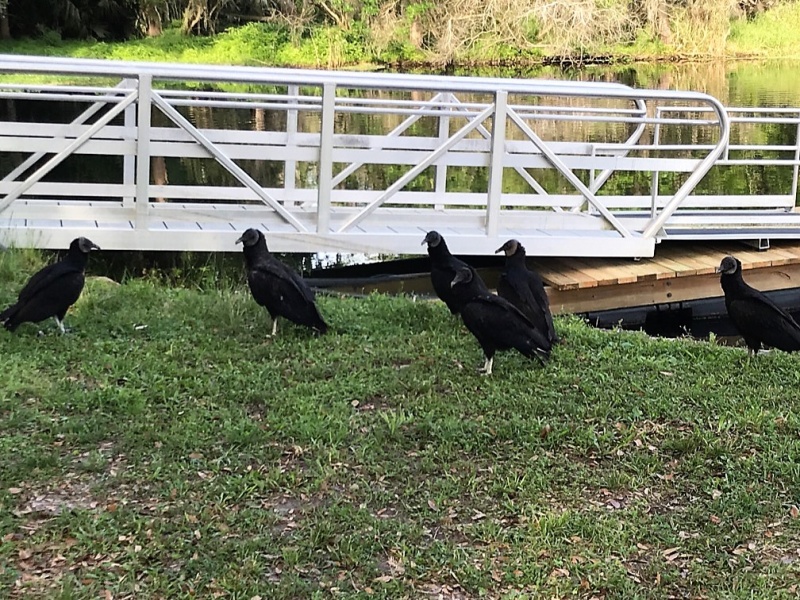 Black Vultures at Hontoon SP