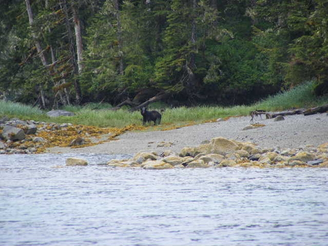 Blackie at Granite Bay