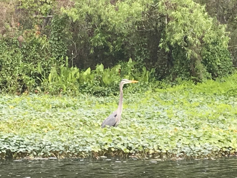 Blue Heron